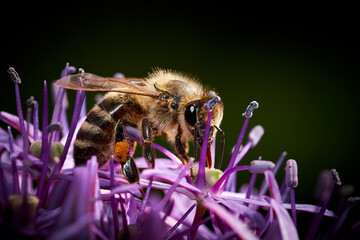 Macro mages from ant bees and others