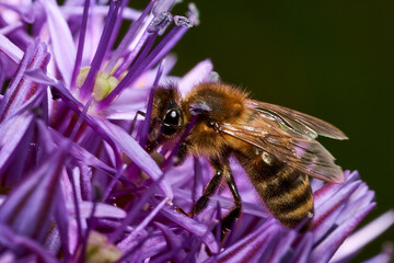 Macro mages from ant bees and others