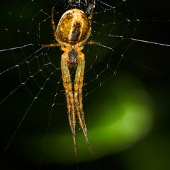 Macro mages from ant bees and others