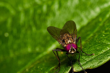 Macro mages from ant bees and others