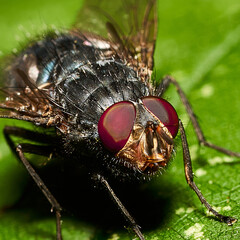 Macro mages from ant bees and others