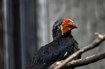 カンムリコサイチョウ