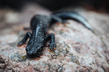 Black newt sitting on a pink stone. Spring time. Selective focus.