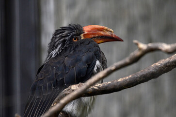 カンムリコサイチョウ
