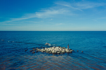 Fototapeta premium migratory bird Cormorant seat on rock and fly Kyiv Reservoir, Ukraine. drone - Aerial Flight