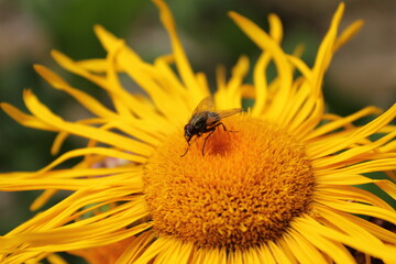 Der Raue Alant oder Rauhaariger Alant (Pentanema hirtum) ist eine Heilpflanze innerhalb der Familie der Korbblütengewächse (Asteraceae)