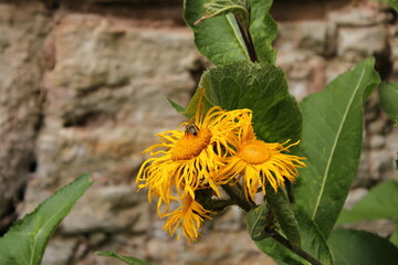 Der Raue Alant oder Rauhaariger Alant (Pentanema hirtum) ist eine Heilpflanze innerhalb der Familie der Korbblütengewächse (Asteraceae)