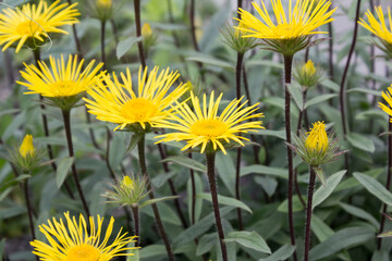 Der Raue Alant oder Rauhaariger Alant (Pentanema hirtum) ist eine Heilpflanze innerhalb der Familie der Korbblütengewächse (Asteraceae)