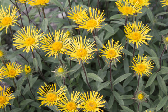 Der Raue Alant oder Rauhaariger Alant (Pentanema hirtum) ist eine Heilpflanze innerhalb der Familie der Korbbl&uuml;tengew&auml;chse (Asteraceae)