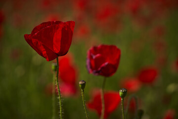 Naklejka premium Tulips, poppies and wonderful flowers