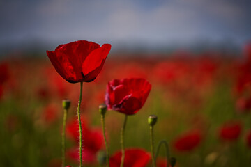 Naklejka premium Tulips, poppies and wonderful flowers