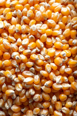 corn background