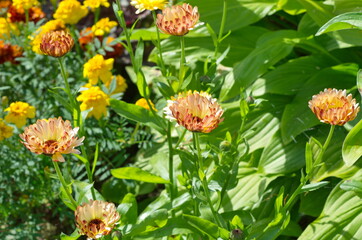 Blooming Calendula officinalis on a flower bed in the garden