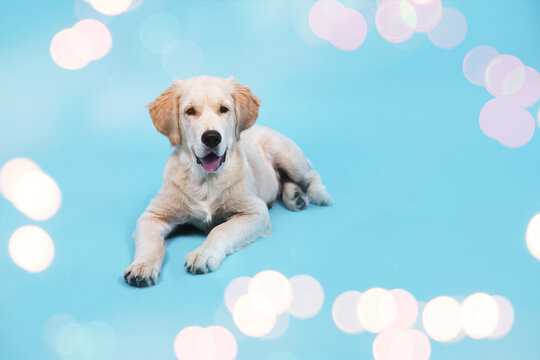 Cute Retriever puppy lies on a blue background with lights and looks at camera. 2021 year, bokeh lights. High quality photo