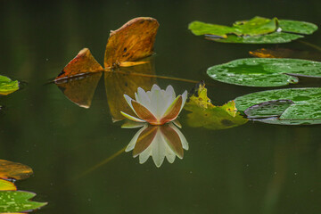 Beautiful Pink Lotus, water plant with reflection in a pond. water lotus