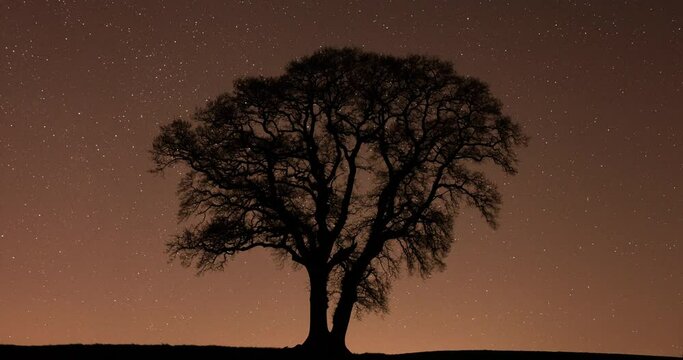 Lone English oak at night, Compton Abbas, Dorset, UK