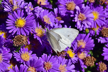 Herbstastern haben Besuch von einem Kohlweißling