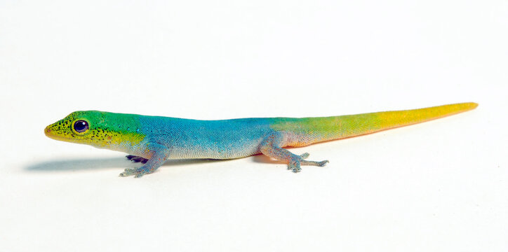 Cameroon dwarf gecko // Conrau`s Zwerggecko (Lygodactylus conraui)