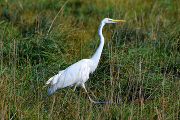 Obraz premium Silberreiher schreitet durch das hohe Gras