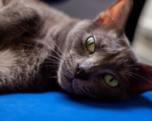 Preciosa gata con ojos verdes