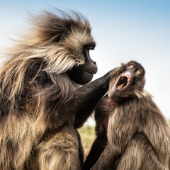 Baboon preening young monkey