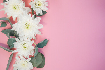 composition of white chrysanthemum flowers with eucalyptus leaves on a pink background. top view. copy space. flat lay