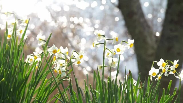 風に揺れる春の水仙の花