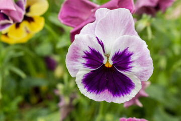 Viola tricolor, also known as Johnny Jump up, heartsease, heart's ease, heart's delight, tickle-my-fancy, Jack-jump-up-and-kiss-me, come-and-cuddle-me, three faces in a hood