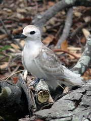 Grey Noddy