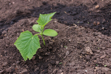 The first leaves of a cucumber in a garden in a Russian village