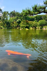 Big fish under water in Japanese garden