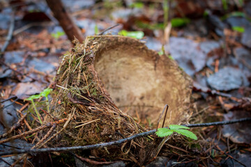 Fallen old nest in a dense forest.