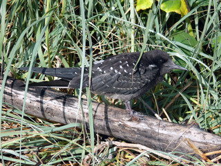 A sooty tern on Lord Howe Island, Australia