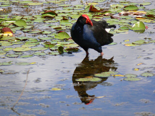 purple swamphen