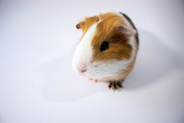 Sweet, cute guinea pig in close view, closeup shot. Brown, white, curious  pet on white background. Curious face, cute pet rodents macro photo.