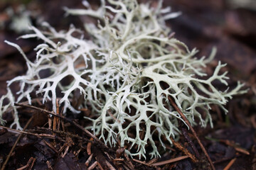 Evernia prunastri, also known as oakmoss, is a species of lichen