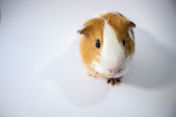 Sweet, cute guinea pig in close view, closeup shot. Brown, white, curious  pet on white background. Curious face, cute pet rodents macro photo.