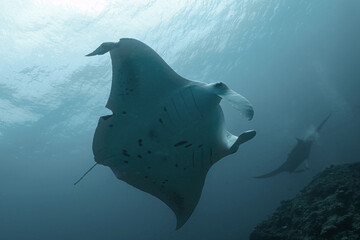 Manta Ray Cleaning Station. Amazing blue underwear world of Maldives