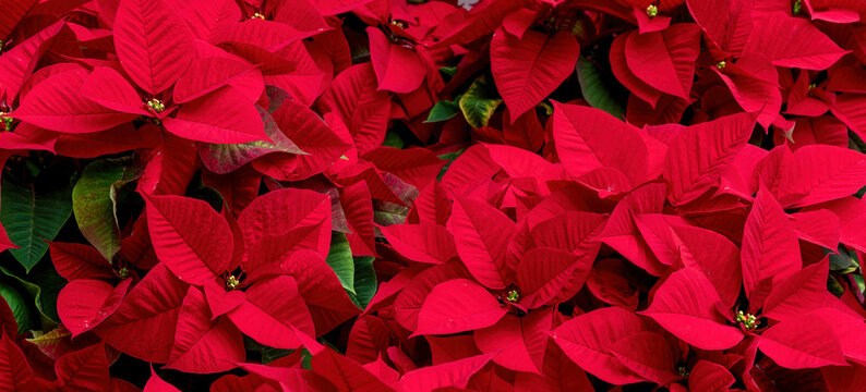 A group of poinsettia plants. Ideal image for holidays.