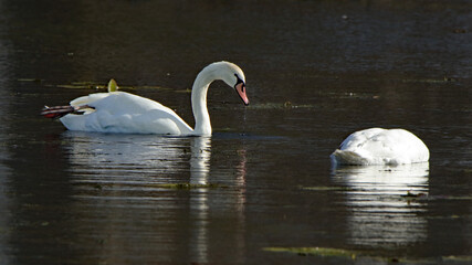 Mute swans on a dark pond