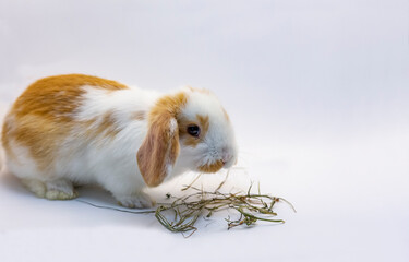 Brown white cute baby rabbit eating hay, isolated on white background