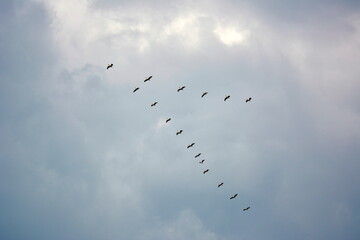 Ravda, Bulgaria. June, 17, 2014. Migratory birds fly away to southern countries on cloudy background. Crane wedge