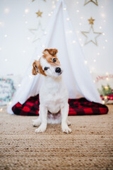 cute jack russell dog at home with Christmas decoration. Christmas time