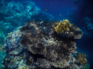 Naklejka na ściany i meble large corals on the sea floor while diving in a nature reserve in egypt
