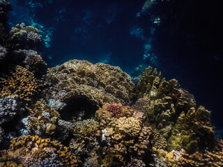 Fototapeta na wymiar colorful coral world in blue deep in egypt