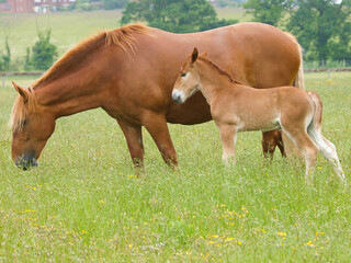 Rare Breed Suffolk Punch Foal