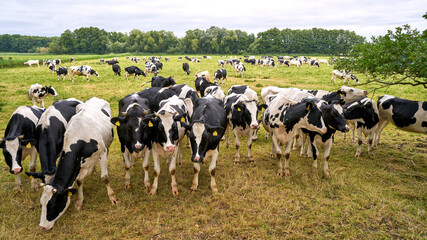 Kühe auf einer Weide im Dorf Töplitz bei Potsdam an der Havel
