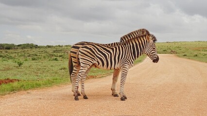 pair of zebra's standing in Savannah
