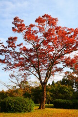 紅葉と秋空 (autumn leaves and autumn sky)