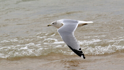 Closeup of a seagull flying